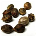 Семена марихуаны АК-47  (Seeds AK-47) в Лесном